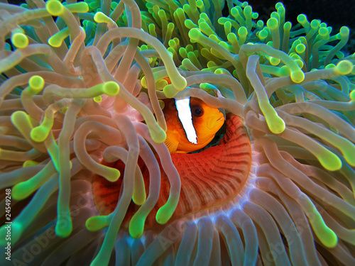 Anemon fish inside green anemonf photo