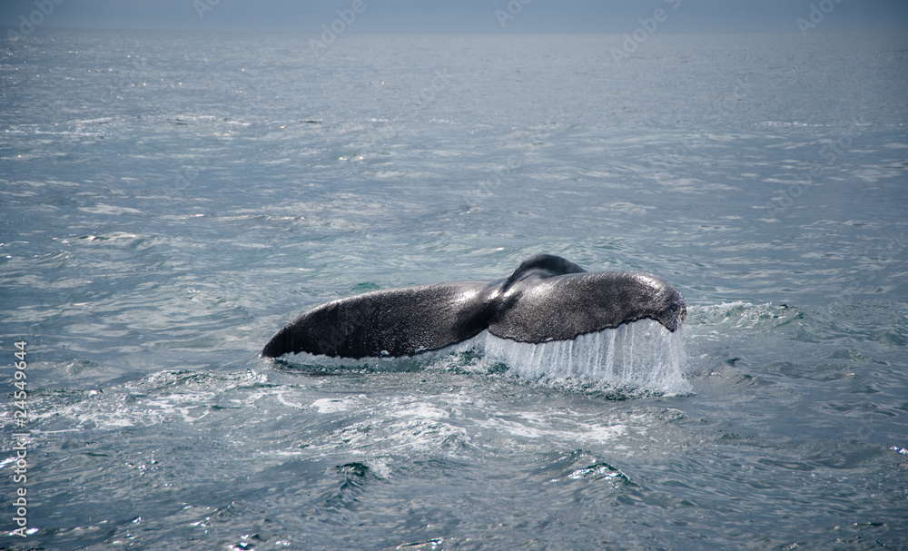 Fototapeta premium Humpback Whale Tail