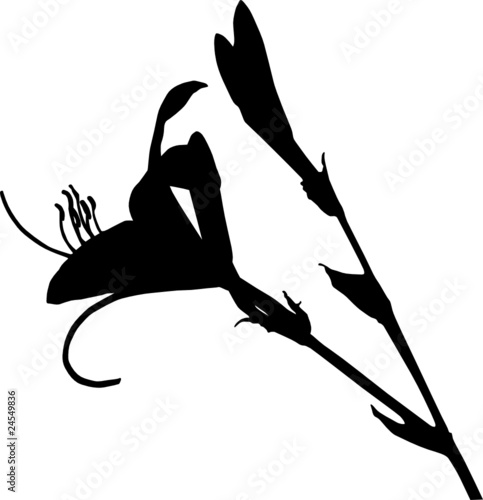 blume