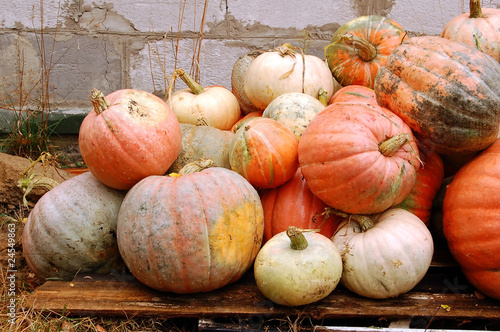 harvest of many big ripe autumn pumpkin