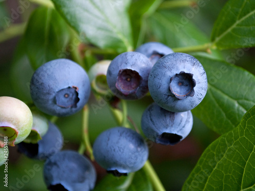 Kulturheidelbeeren photo