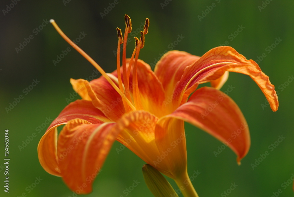 fiori 586 fiori 586