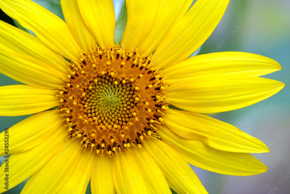 girasole fiori 618 girasole fiori 618