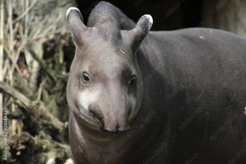 Fototapeta premium Flachlandtapir