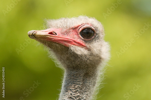ostrich portraite 8228