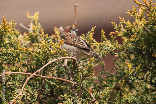 sparrow in hedge 7463