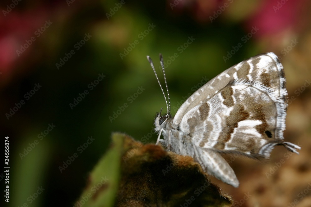 Fototapeta premium papillon
