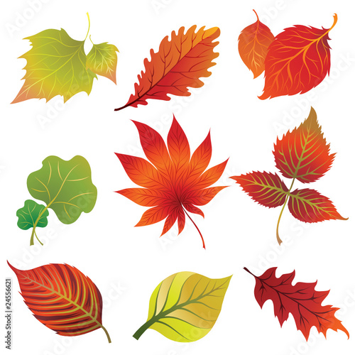 Set 2 of vector colorful autumn leaves. Thanksgiving