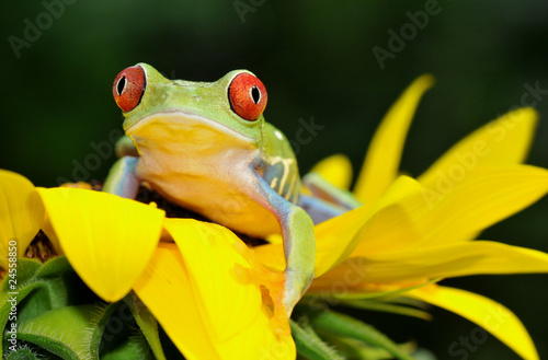 red eyed tree frog on sunflower