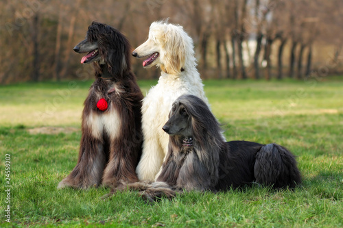 three dogs breed Afghan Hound