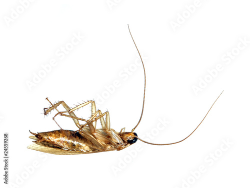 Dead cockroach. © Vlad Ivantcov