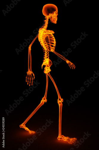 skeleton