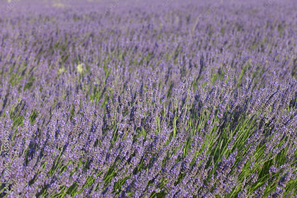 Naklejka premium champs de lavande