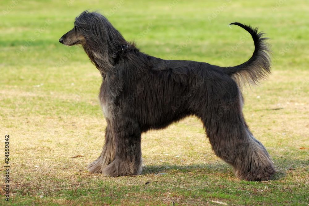 dog breed Afghan Hound stands sideways
dog breed Afghan Hound stands sideways