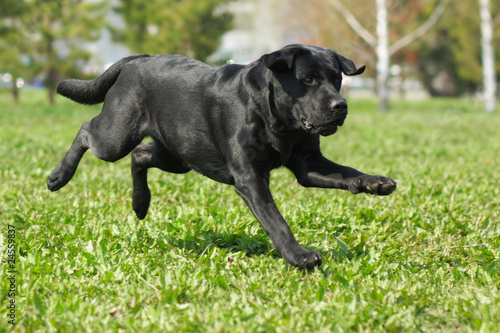 black Labrador runs across the grass