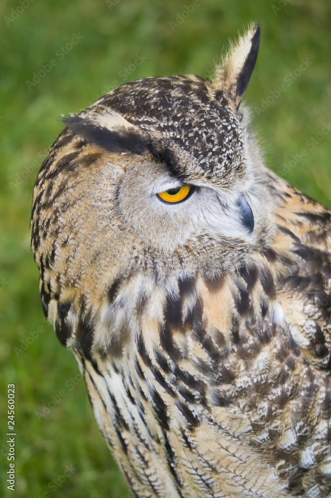 Bengal Eagle Owl Bengal Eagle Owl