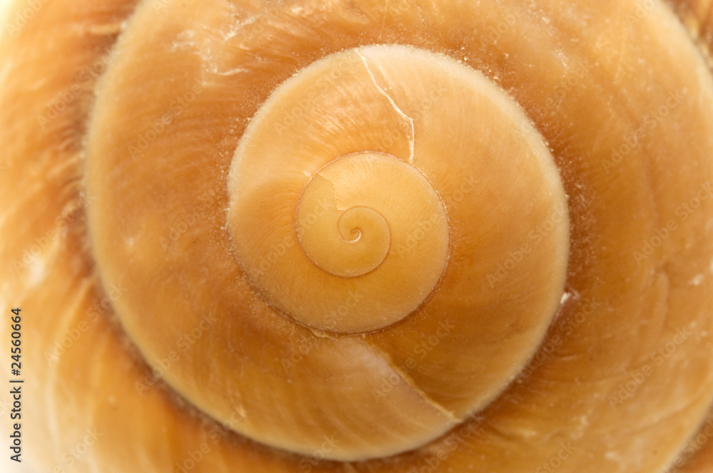 Seashell Seashell