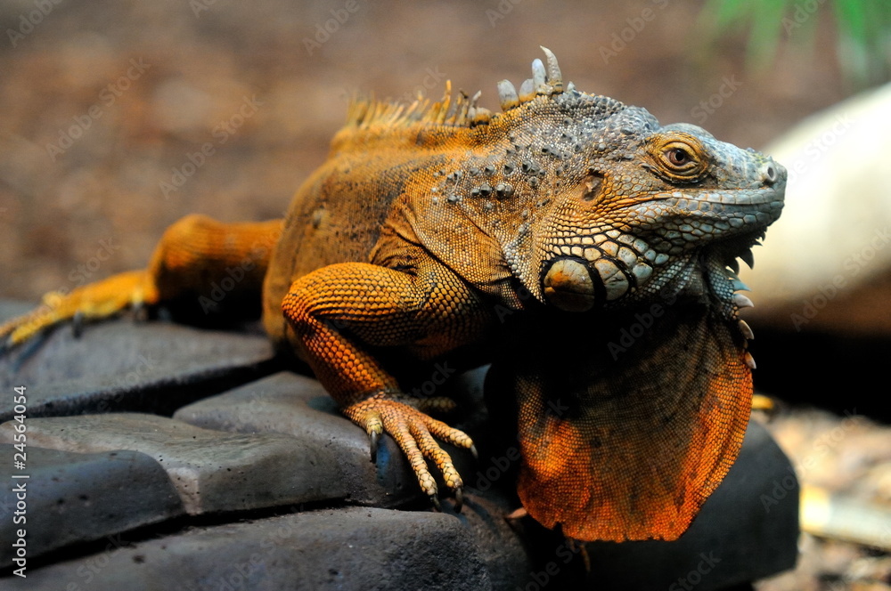 Fototapeta premium Iguane