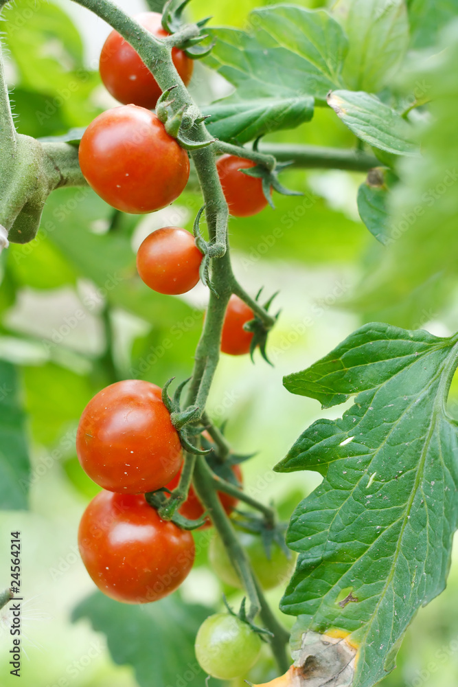 growth tomatoes