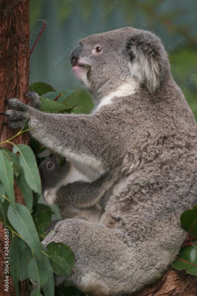 Obraz premium Koalas