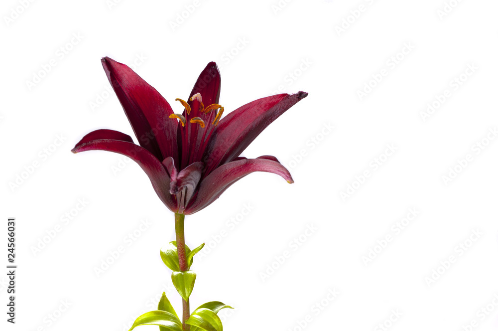 Naklejka premium Single claret red lily