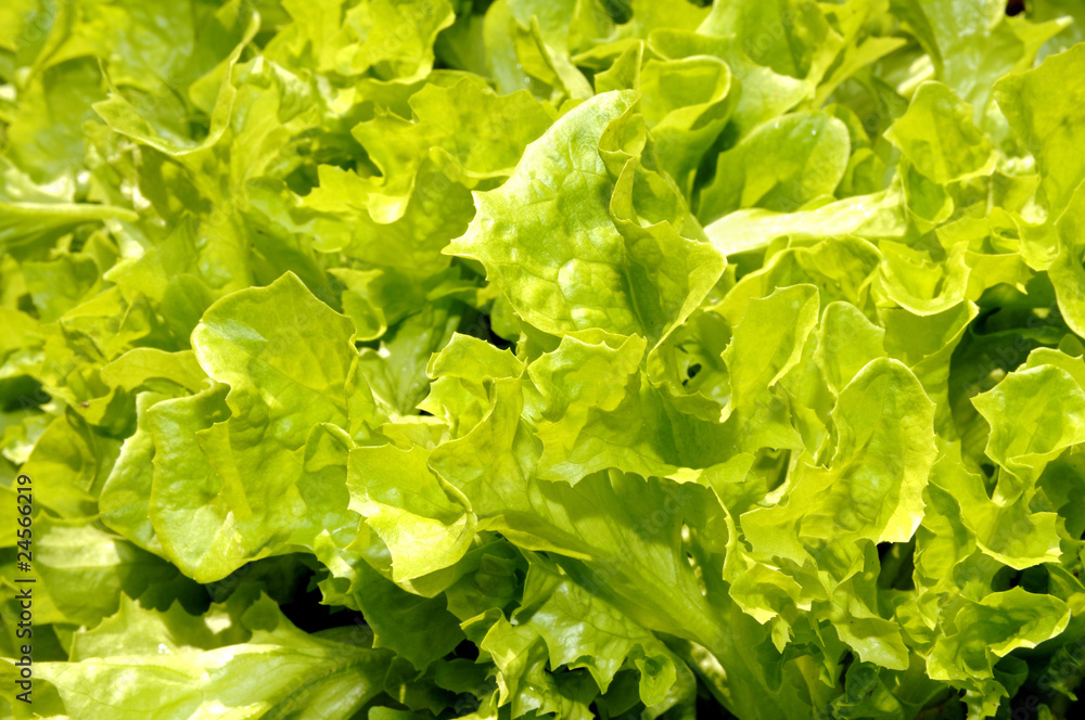 Schnittsalat Schnittsalat