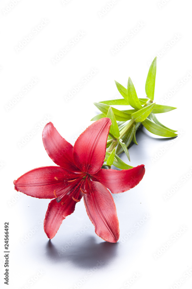 Magnificent red lily