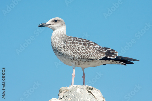 a juvenile of yellow legged-gull / Larus cachinnans