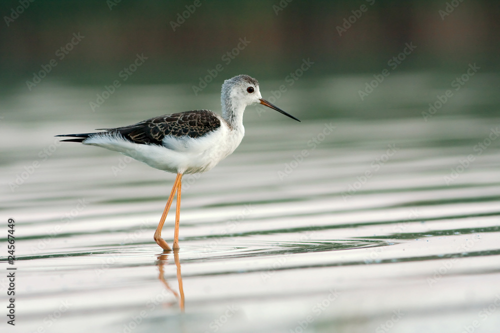 a juvenile of black-winged stilt - Himantopus himantopus a juvenile of black-winged stilt - Himantopus himantopus