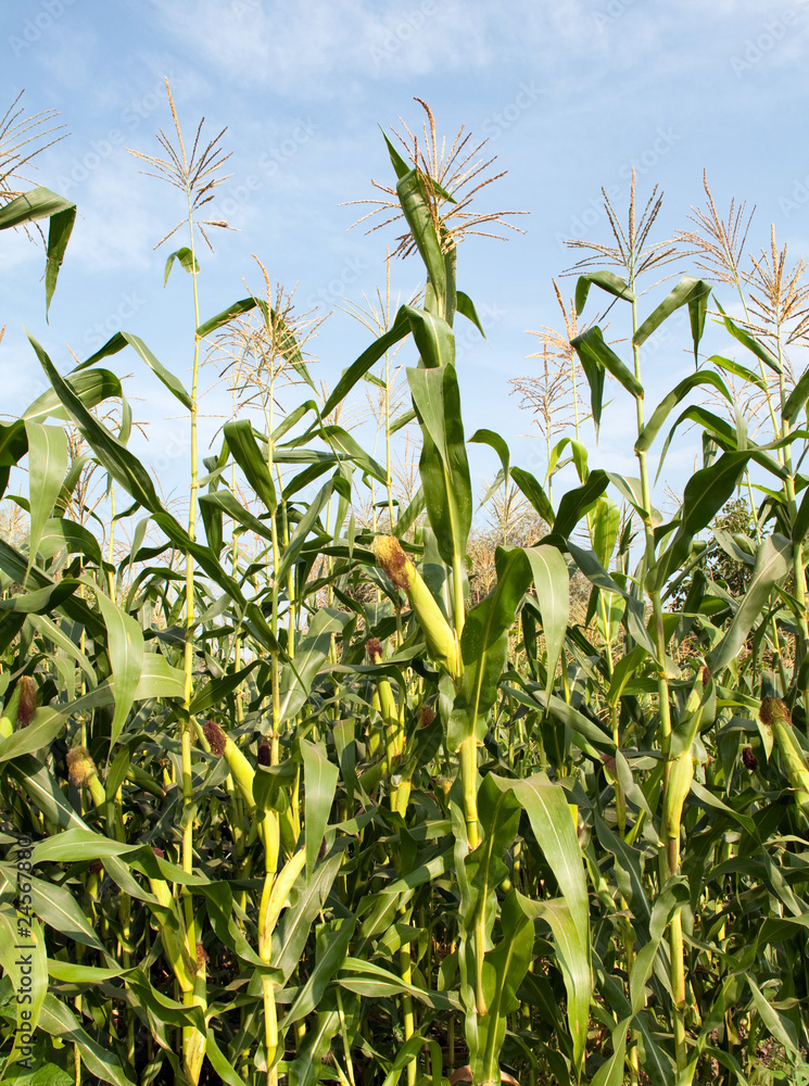 corn corn