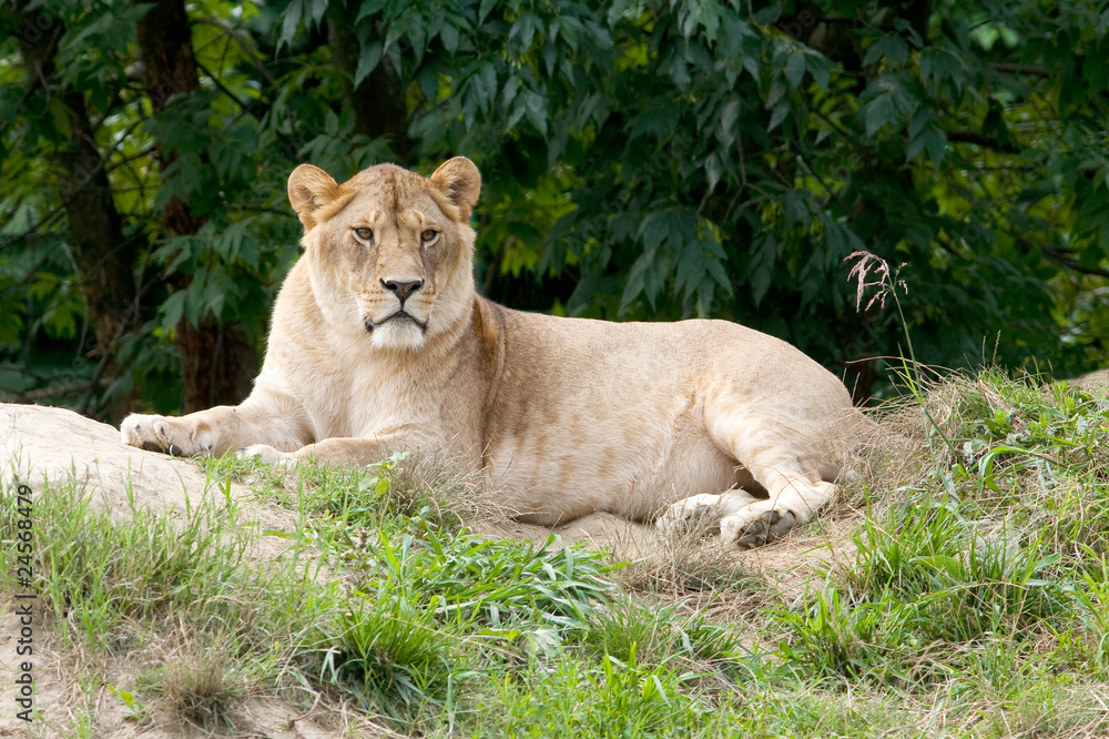 Naklejka premium a lioness resting on the grass