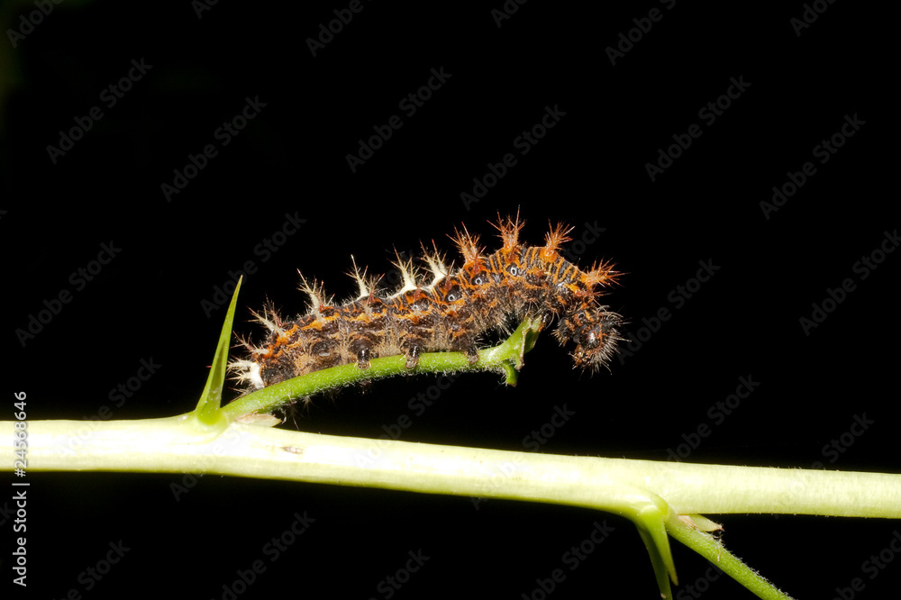 Fototapeta premium caterpillar of comma - Polygonia c-album