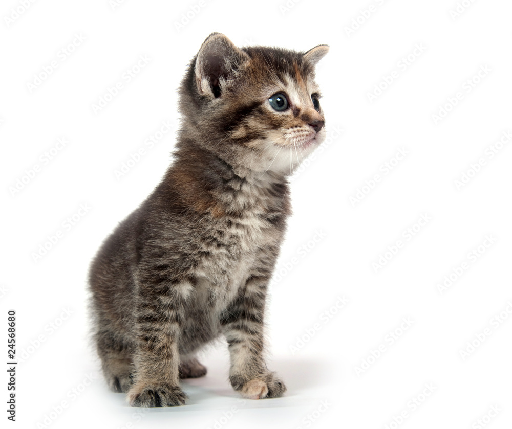 Cute tabby kitten standing on white
