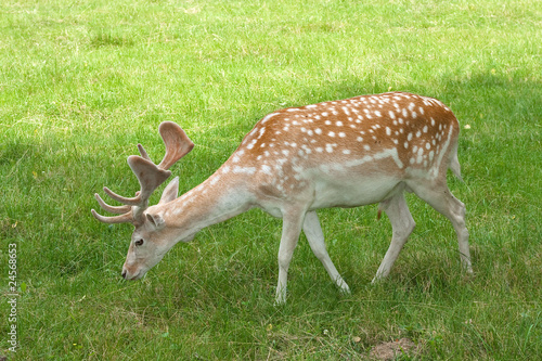fallow deer, male / Dama dama
