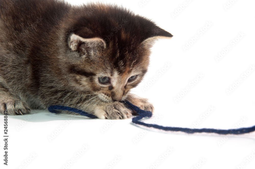 Cute tabby kitten with blue yarn
