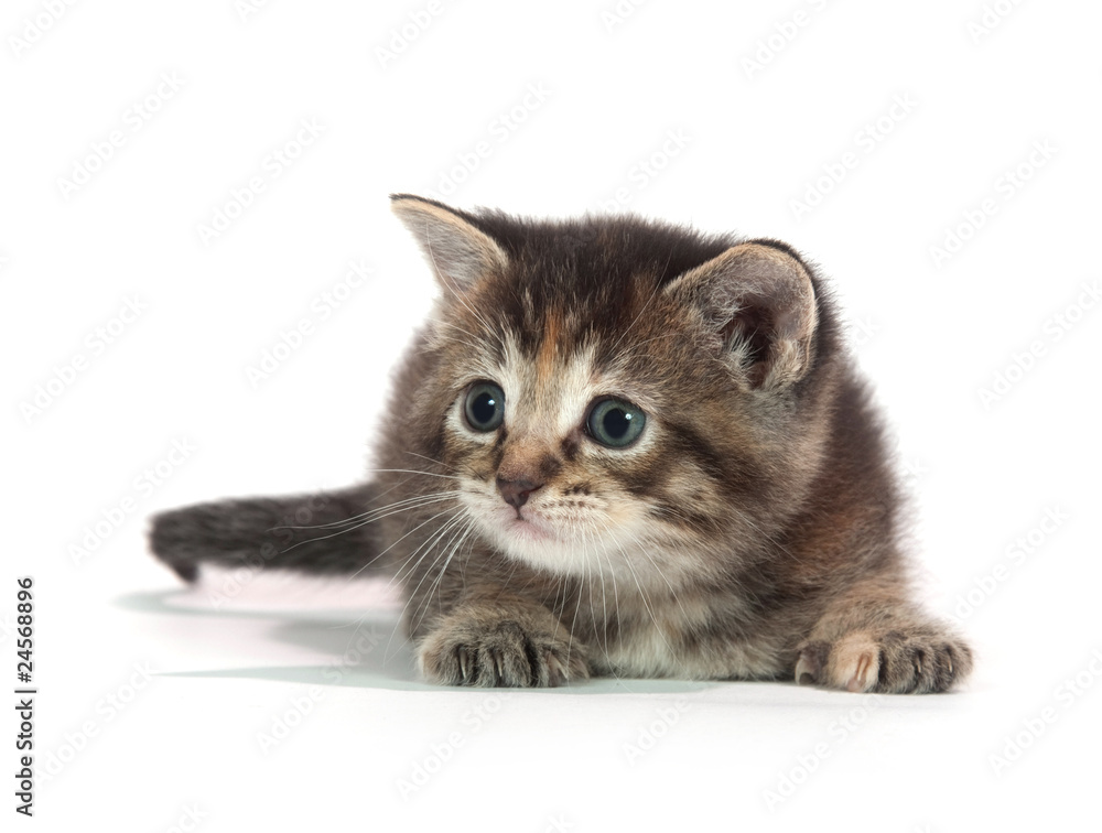 Fototapeta premium Cute tabby kitten sitting on whit