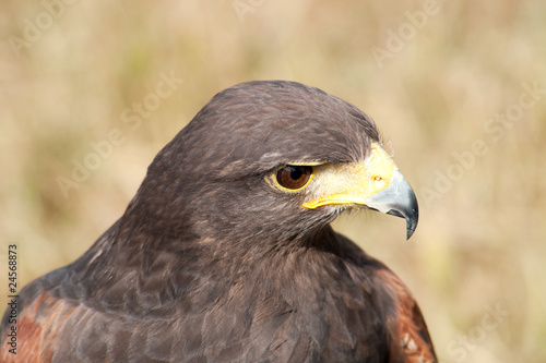Head and expression of a Harris Hawk