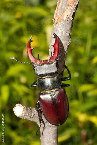 stag beetle / Lucanus cervus