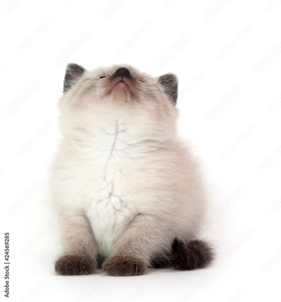 cut kitten looking up cut kitten looking up