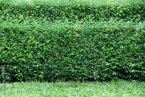 Fotografia, Obraz Garden bush background