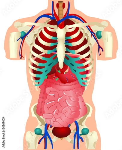 Human Organs