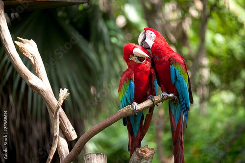 Colorful scarlet macaw perched on a branch