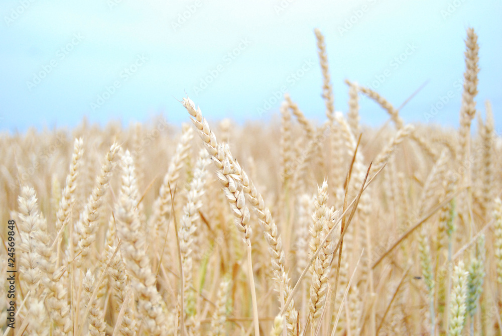 Landwirtschaft Landwirtschaft