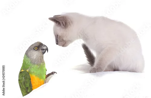 Fototapeta na wymiar chaton blanc et perroquet curieux