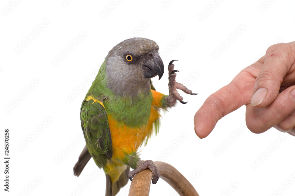 Fototapeta premium perroquet qui veut se percher sur la main de sa maitresse