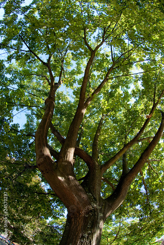 Branches of the oak