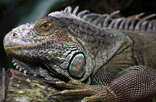Carribean Iguana © Alexander