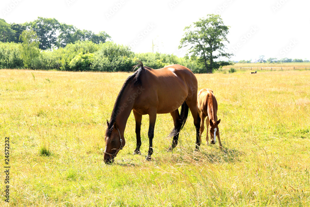 horses in a meadow - obrazy, fototapety, plakaty 
