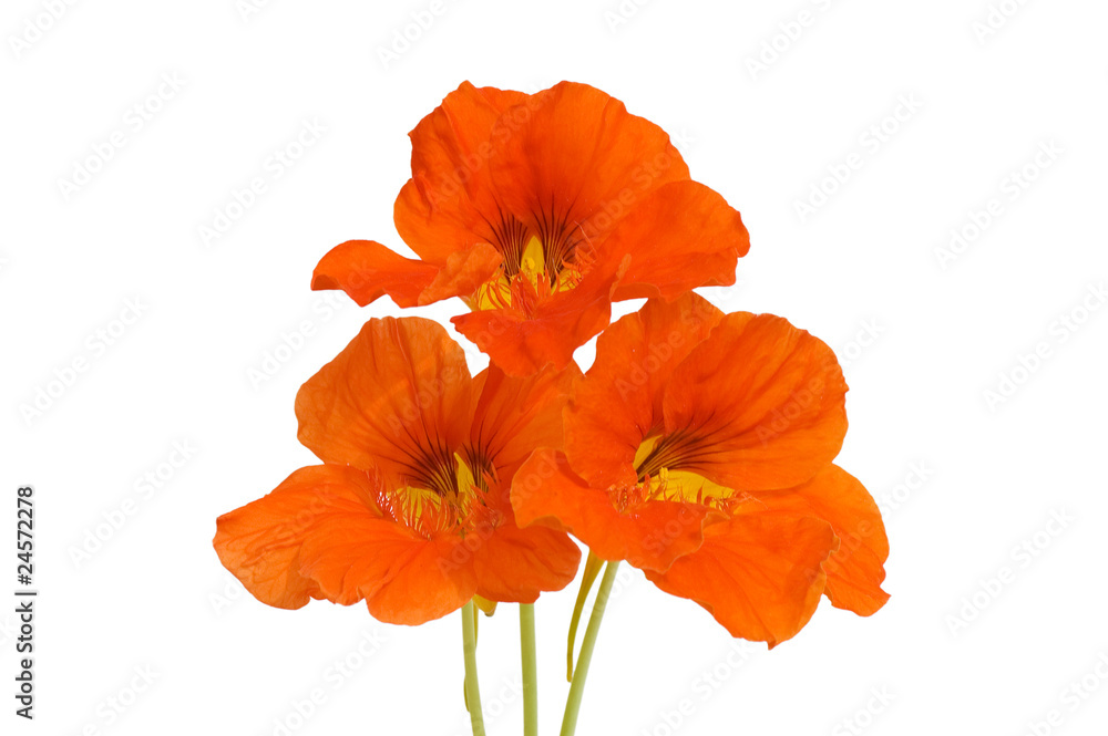 Beautiful flowers isolated on white background Beautiful flowers isolated on white background
