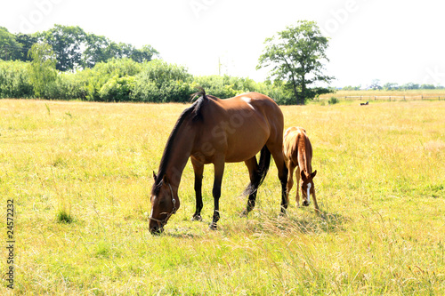 Fototapeta Naklejka Na Ścianę i Meble -  horses in a meadow